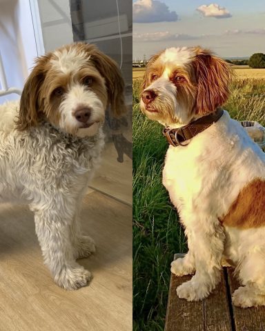 Wasserhund-Mix Foto eines Hundes der Rasse Wasserhund-Mix vor und nach der Pflege bei Dée Scherer Salon & Spa für Vierbeiner