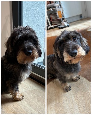 Rauhaardackel Foto eines Hundes der Rasse Rauhaardackel vor und nach der Pflege bei Dée Scherer Salon & Spa für Vierbeiner