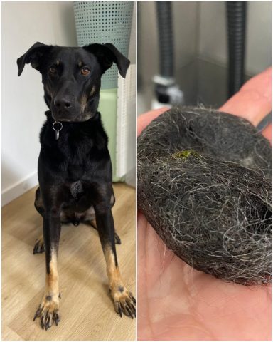 Schäferhund-Dobermann-Mix Foto eines Hundes der Rasse Schäferhund-Dobermann-Mix vor und nach der Pflege bei Dée Scherer Salon & Spa für Vierbeiner