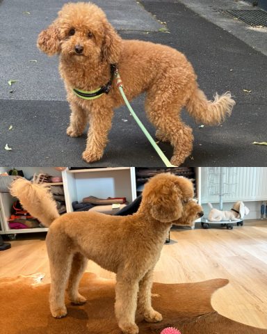 Foto eines Hundes der Rasse Zwergpudel vor und nach der Pflege bei Dée Scherer Salon & Spa für Vierbeiner