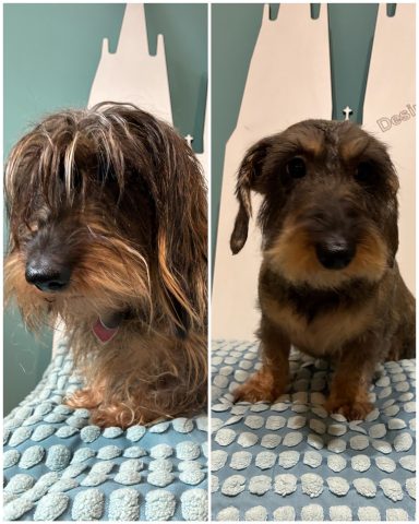 Rauhaardackel Foto eines Hundes der Rasse Rauhaardackel vor und nach der Pflege bei Dée Scherer Salon & Spa für Vierbeiner