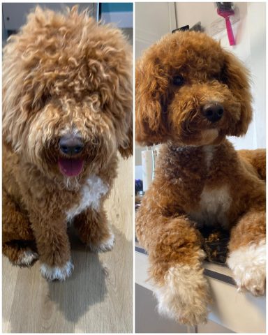 Labradoodle Foto eines Hundes der Rasse Labradoodle vor und nach der Pflege bei Dée Scherer Salon & Spa für Vierbeiner