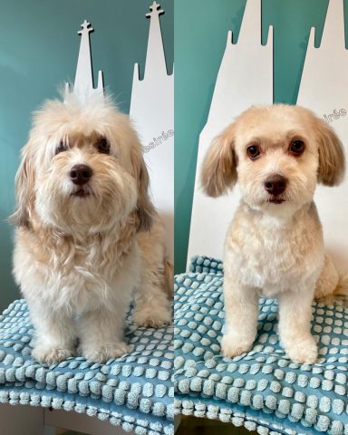 Havaneser Foto eines Hundes der Rasse Havaneser vor und nach der Pflege bei Dée Scherer Salon & Spa für Vierbeiner