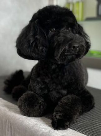 Perfekt gestylter, schwarzer Cockapoo-Hund liegt entspannt auf einem Tisch.