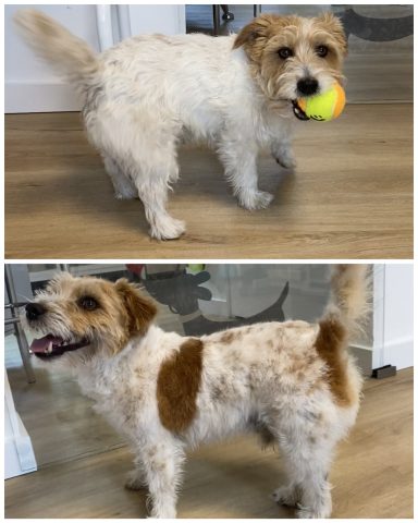 Terrier Foto eines Hundes der Rasse Terrier vor und nach der Pflege bei Dée Scherer Salon & Spa für Vierbeiner