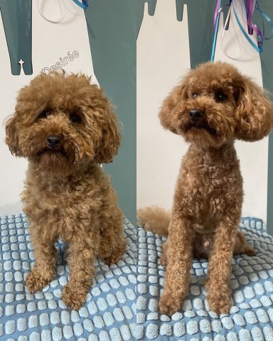 Pudel Foto eines Hundes der Rasse Pudel vor und nach der Pflege bei Dée Scherer Salon & Spa für Vierbeiner