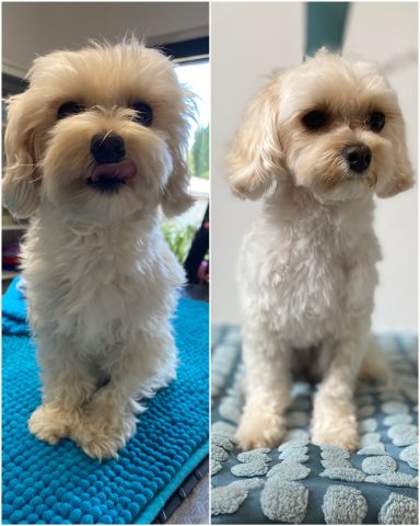 Malteser Foto eines Hundes der Rasse Malteser vor und nach der Pflege bei Dée Scherer Salon & Spa für Vierbeiner