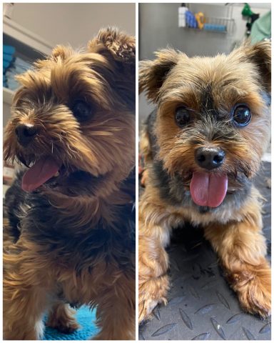 Yorkshire Terrier Foto eines Hundes der Yorkshire Terrier vor und nach der Pflege bei Dée Scherer Salon & Spa für Vierbeiner
