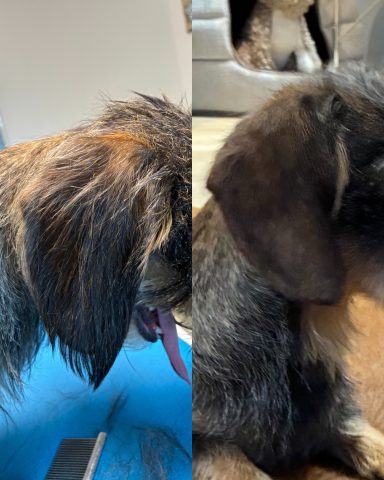 Rauhaardackel Foto des Ohres eines Hundes der Rasse Rauhaardackel vor und nach der Pflege bei Dée Scherer Salon & Spa für Vierbeiner