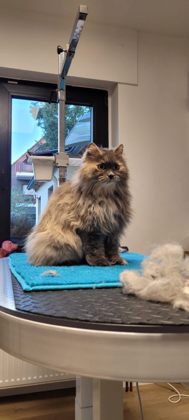 Foto einer Perserkatze nach der Pflege bei Dée Scherer Salon & Spa für Vierbeiner