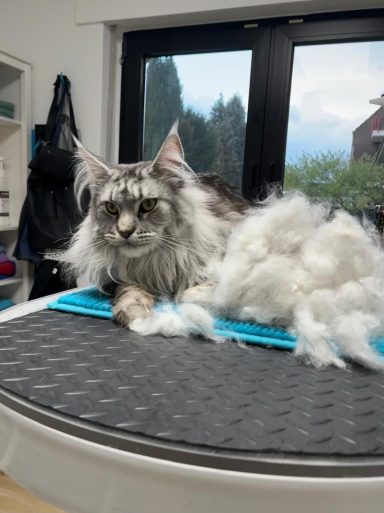 Foto eines Maine Coon Katers nach der Pflege bei Dée Scherer Salon & Spa für Vierbeiner