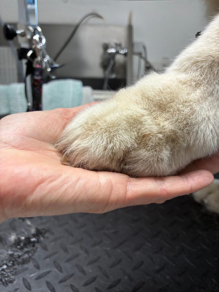 Thalasso-Programm: Baden, Thalassotherapie mit mineralstoffreichem Meeresschlamm, Augen-, Ohren-, Pfotenpflege Hund der Rasse Rauhaardackel wird mit Thalassoschlamm massiert.