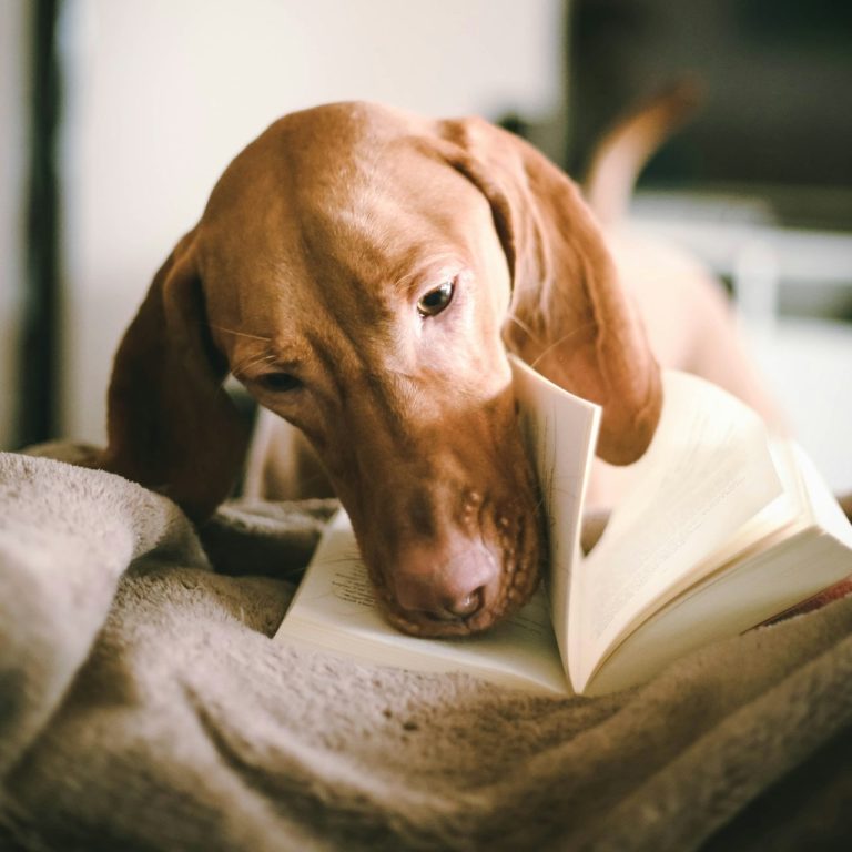 Ein Hund der Rasse Jagdhund liest aufmerksam ein aufgeschlagenes Buch. Dies dient als amüsantes Teaserbild für den Bereich Kontakt.