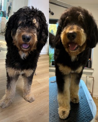 Bernerdoodle Foto eines Hundes der Rasse Bernerdoodle vor und nach der Pflege bei Dée Scherer Salon & Spa für Vierbeiner