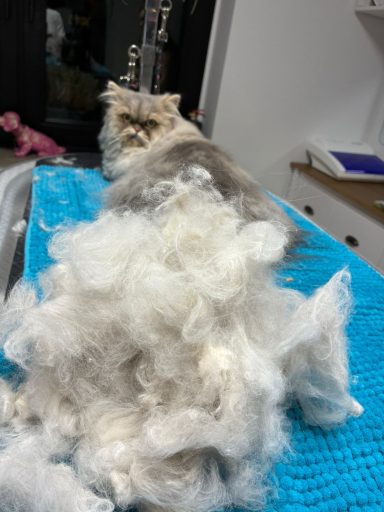 Foto einer Perser-Mix Katze nach der Pflege bei Dée Scherer Salon & Spa für Vierbeiner