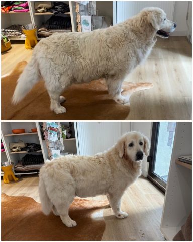 Golden Retriever Foto eines Hundes der Rasse Golden Retriever vor und nach der Pflege bei Dée Scherer Salon & Spa für Vierbeiner