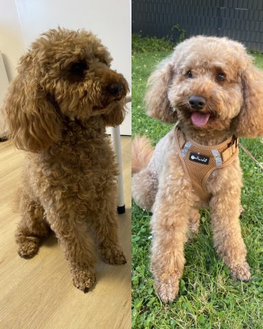 Pudel Foto eines Hundes der Rasse Pudel vor und nach der Pflege bei Dée Scherer Salon & Spa für Vierbeiner