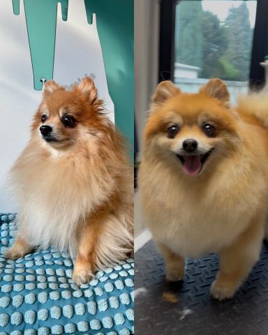 Pomeranian Foto eines Hundes der Rasse Pomeranian vor und nach der Pflege bei Dée Scherer Salon & Spa für Vierbeiner