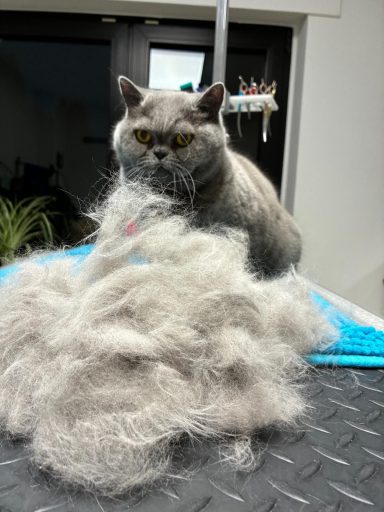 Foto einer BKH Katze nach der Pflege bei Dée Scherer Salon & Spa für Vierbeiner