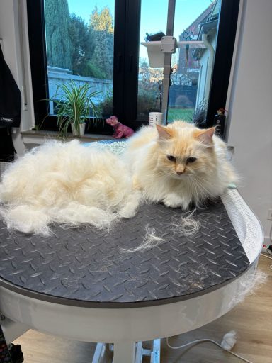 Foto eines Norwegischen Waldkaters nach der Pflege bei Dée Scherer Salon & Spa für Vierbeiner
