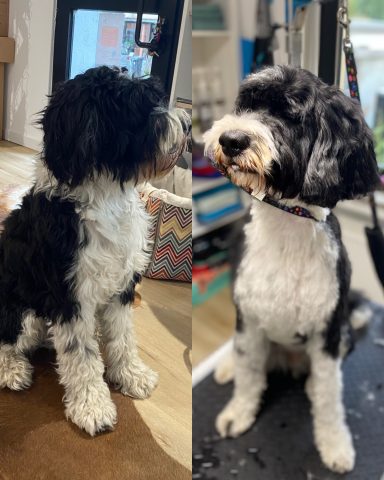 Portugiesischer Wasserhund Foto eines Hundes der Rasse Portugiesischer Wasserhund vor und nach der Pflege bei Dée Scherer Salon & Spa für Vierbeiner