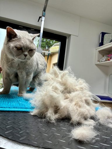 Foto eines British Kurzhaar Katers nach der Pflege bei Dée Scherer Salon & Spa für Vierbeiner