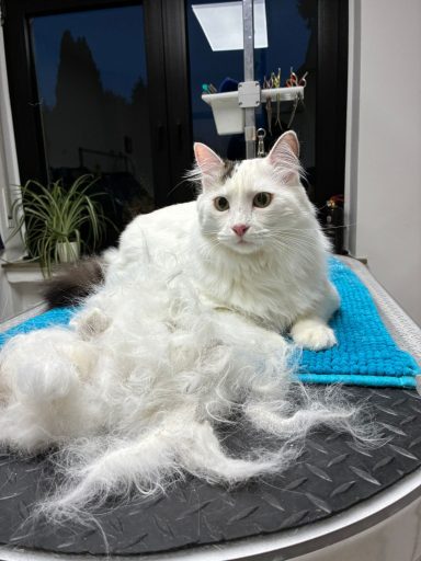 Foto einer Perser-Mix Katze nach der Pflege bei Dée Scherer Salon & Spa für Vierbeiner