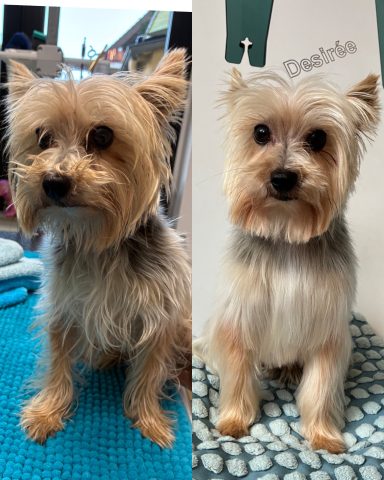 Yorkshire-Terrier Foto eines Hundes der Rasse Yorkshire-Terrier vor und nach der Pflege bei Dée Scherer Salon & Spa für Vierbeiner
