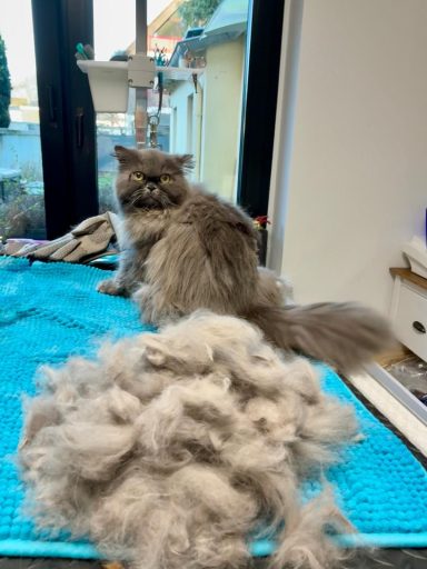 Foto eines Perserkaters nach der Pflege bei Dée Scherer Salon & Spa für Vierbeiner