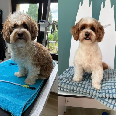 Foto eines Hundes der Rasse Havaneser vor und nach der Pflege bei Dée Scherer Salon & Spa für Vierbeiner