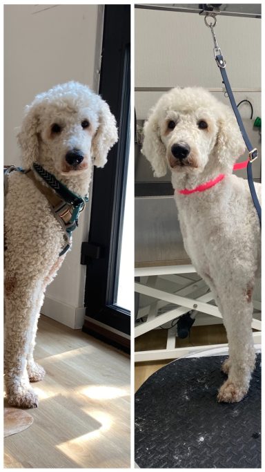 Königspudel Foto eines Hundes der Rasse Königspudel vor und nach der Pflege bei Dée Scherer Salon & Spa für Vierbeiner