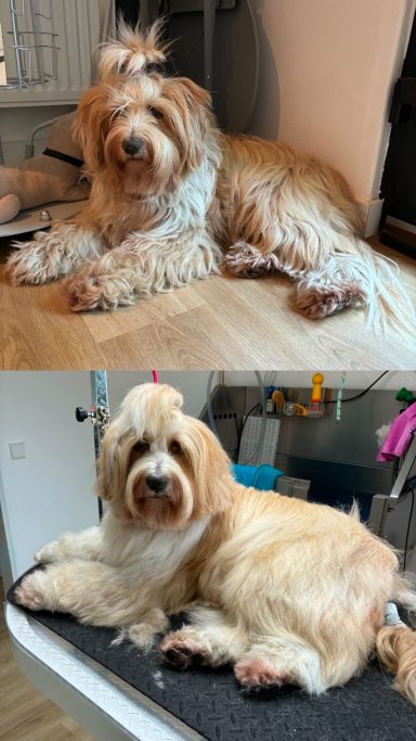 Foto eines Hundes der Rasse Tibet Terrier vor und nach der Pflege bei Dée Scherer Salon & Spa für Vierbeiner