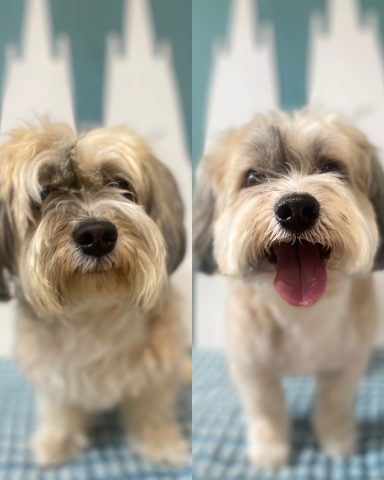 Havaneser Foto eines Hundes der Rasse Havaneser vor und nach der Pflege bei Dée Scherer Salon & Spa für Vierbeiner