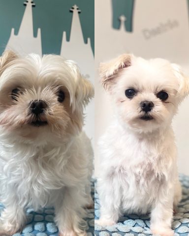 Malteser Foto eines Hundes der Rasse Malteser vor und nach der Pflege bei Dée Scherer Salon & Spa für Vierbeiner
