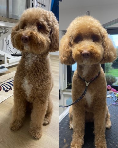 Pudel Foto eines Hundes der Rasse Pudel vor und nach der Pflege bei Dée Scherer Salon & Spa für Vierbeiner