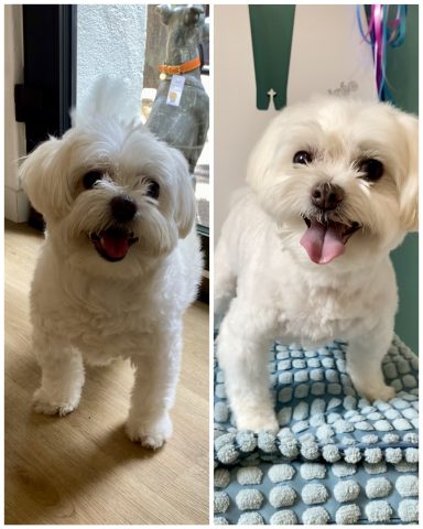 Malteser Foto eines Hundes der Rasse Malteser vor und nach der Pflege bei Dée Scherer Salon & Spa für Vierbeiner
