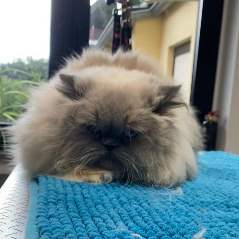 Eine hellgrauer, sehr flauschiger Perserkater wurde im Salon von Dée Scherer gepflegt 