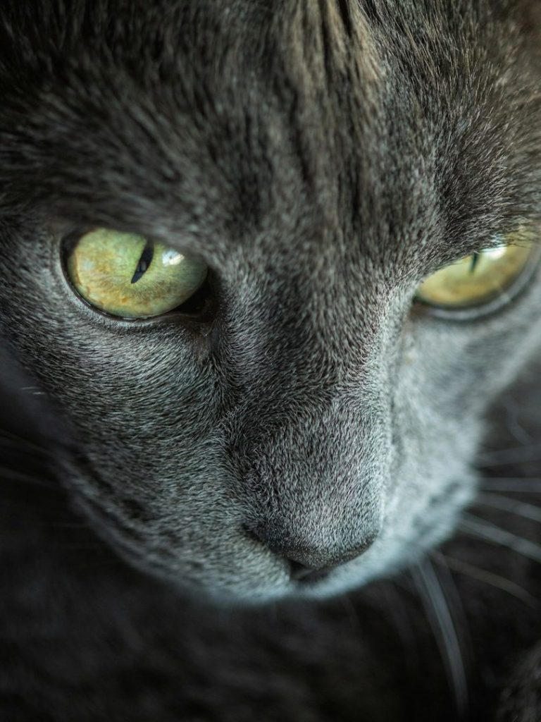 Nahaufnahme eines grauen Katers mit auffälligen grünen Augen.