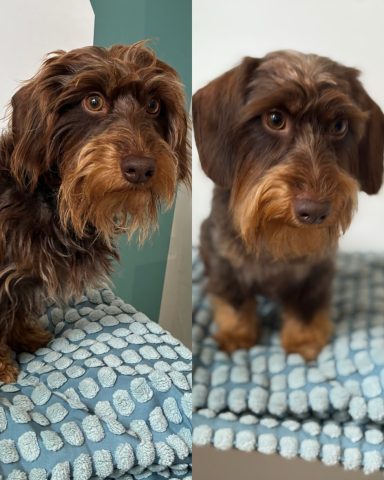 Foto eines Hundes der Rasse Rauhaardackel vor und nach der Pflege bei Dée Scherer Salon & Spa für Vierbeiner