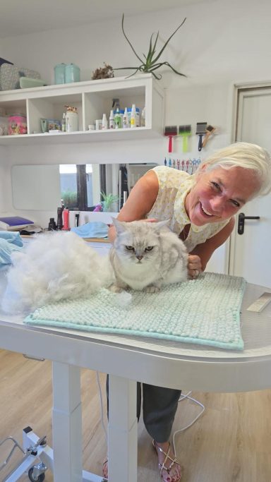 Foto eines Perserkaters nach der Pflege bei Dée Scherer Salon & Spa für Vierbeiner