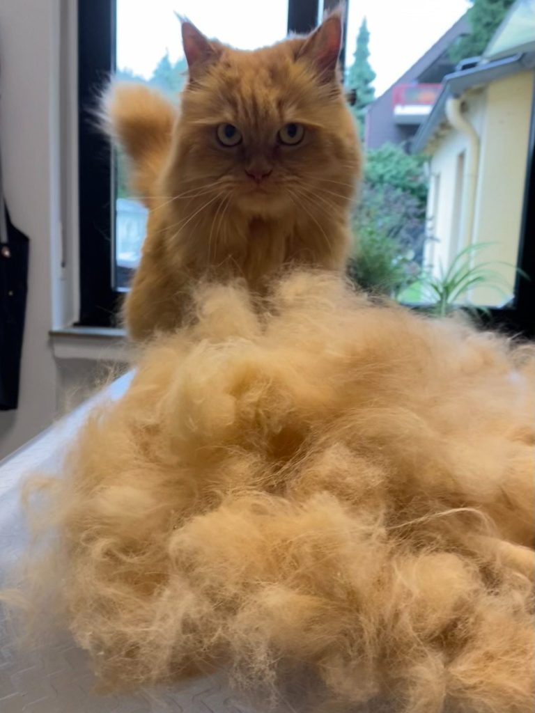 Nahaufnahme eines grauen Katers mit auffälligen grünen Augen.