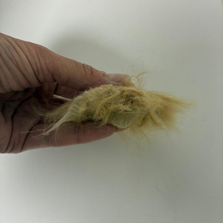 Beispiel eines herausgeschnittenen Filzballens der mehr als Fingerdick ist