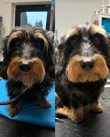 Rauhaardackel Foto eines Hundes der Rasse Rauhaardackel vor und nach der Pflege bei Dée Scherer Salon & Spa für Vierbeiner