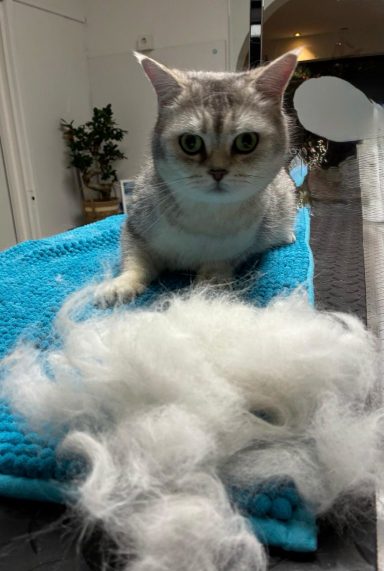 Foto eines British Kurzhaar Katers nach der Pflege bei Dée Scherer Salon & Spa für Vierbeiner