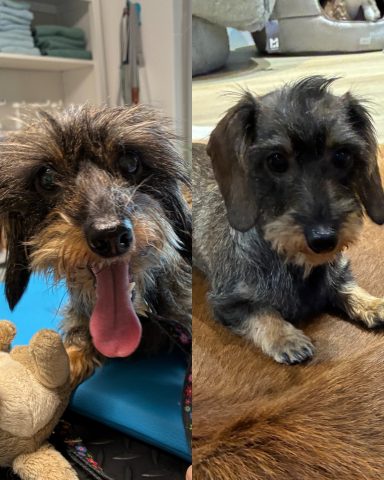 Rauhaardackel Foto eines Hundes der Rasse Rauhaardackel vor und nach der Pflege bei Dée Scherer Salon & Spa für Vierbeiner