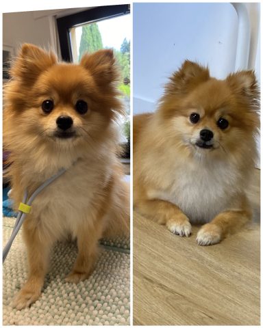 Zwergspitz Foto eines Hundes der Rasse Zwergspitz vor und nach der Pflege bei Dée Scherer Salon & Spa für Vierbeiner