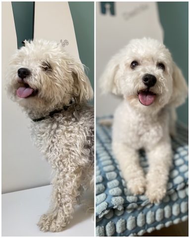 Havaneser Foto eines Hundes der Rasse Havaneser vor und nach der Pflege bei Dée Scherer Salon & Spa für Vierbeiner