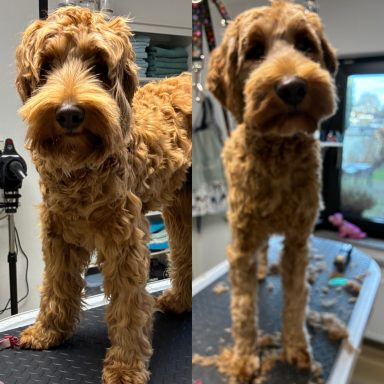 Labradoodle Foto eines Hundes der Rasse Labradoodle vor und nach der Pflege bei Dée Scherer Salon & Spa für Vierbeiner