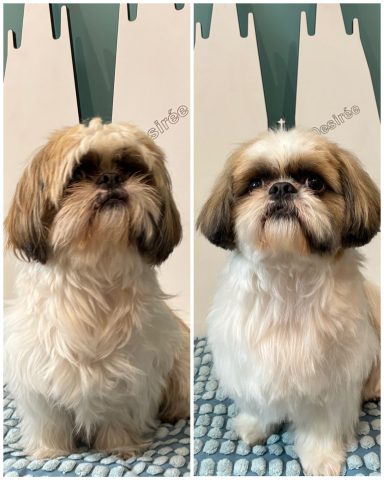 Shih Tzu Foto eines Hundes der Shih Tzu vor und nach der Pflege bei Dée Scherer Salon & Spa für Vierbeiner