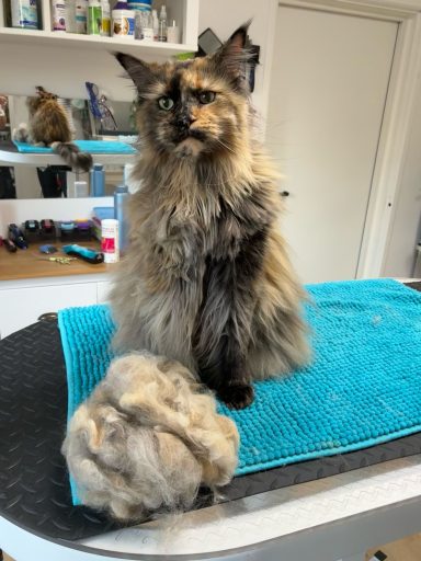 Foto einer Maine Coon Katze nach der Pflege bei Dée Scherer Salon & Spa für Vierbeiner
